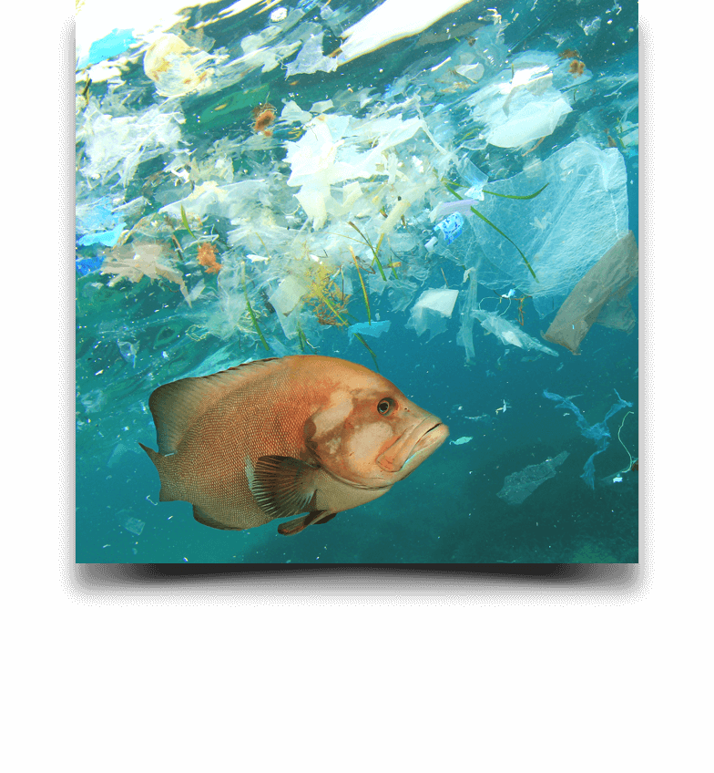 Naučte se zpomalit | Ryby