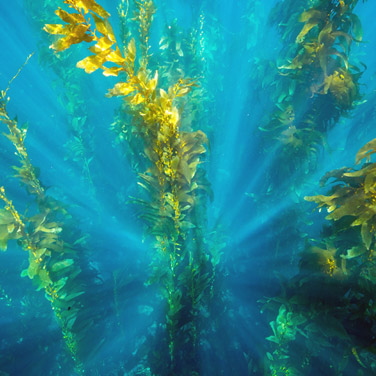 Naučte se zpomalit | Nadbytek řas