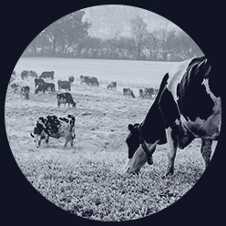 Naučte se zpomalit | Emise ze zemědělství